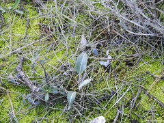Leuzea conifera
