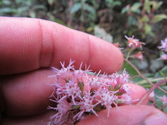 Ageratina ampla
