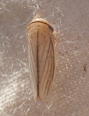 Athysanus argentarius
