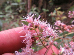 Ageratina ampla
