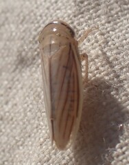 Athysanus argentarius