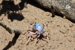 Mictyris longicarpus