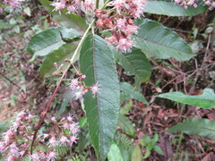 Ageratina ampla