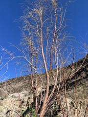 Tamarix chinensis