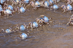 Mictyris longicarpus