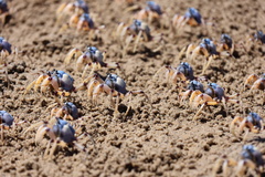 Mictyris longicarpus