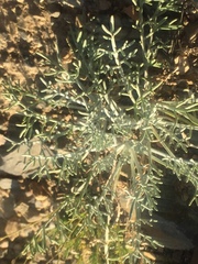 Hymenopappus filifolius nanus