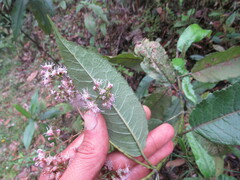 Ageratina ampla