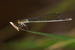 Pseudagrion ignifer