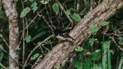 Petroica macrocephala macrocephala