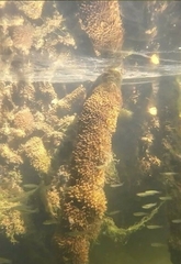 Ecteinascidia turbinata