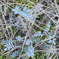 Hippocrepis ciliata