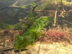 Ulvaceae