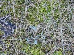 Hippocrepis ciliata