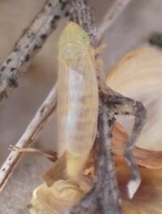 Laevicephalus