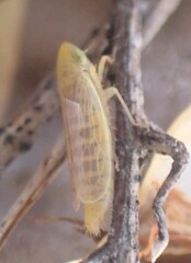 Laevicephalus