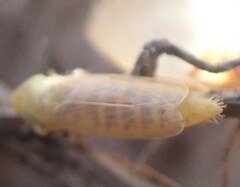 Laevicephalus