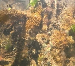 Ecteinascidia turbinata