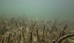 Hydrocharitaceae