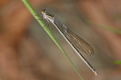 Pseudagrion ignifer