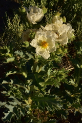 Argemone munita