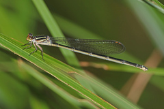 Pseudagrion ignifer