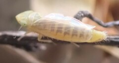Laevicephalus