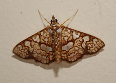 Glyphodes canthusalis