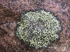Rhizocarpon
