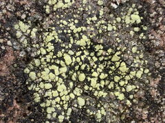 Rhizocarpon