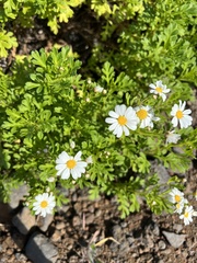 Argyranthemum frutescens