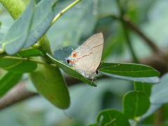 Electrostrymon endymion