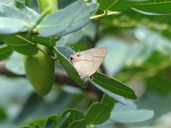 Electrostrymon endymion