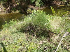 Baccharis angustifolia