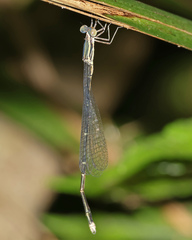 Rhadinosticta simplex