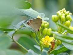 Electrostrymon endymion