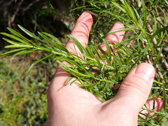 Baccharis angustifolia