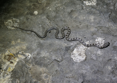 Pantherophis bairdi