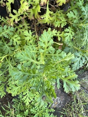 Argyranthemum frutescens