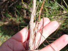 Baccharis angustifolia
