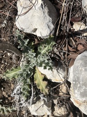 Cirsium texanum