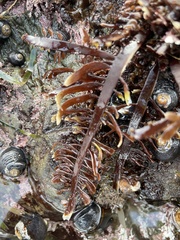 Prionitis lanceolata