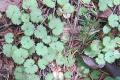 Hydrocotyle moschata moschata