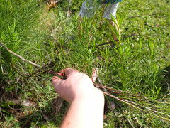 Baccharis angustifolia