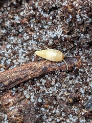 Atelurinae