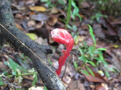 Monotropa coccinea