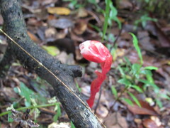 Monotropa coccinea