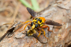 Laphria saffrana