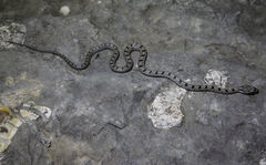 Pantherophis bairdi