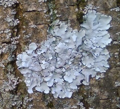 Parmelina tiliacea